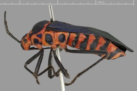 Tomado de Coreoidea Species File. (Sintipo: masculino) - Museo de Historia Natural, Londres. Fotografía realizada por Tristan Bantock.