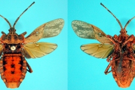 Tomado de Museo Sueco de Historia Natural, tipos de Heteroptera - <i>Spartocera costicollis</i> Stål, holotipo (sinónimo junior)