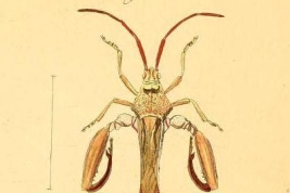Taken from Herrich-Schäffer1842, Die wanzenartigen Insecten 6:73-118; Pl. CCVIII, fig. 654.
