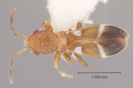 Notocoderus argentinus, holotipo macho, aspecto dorsal  (MLP)