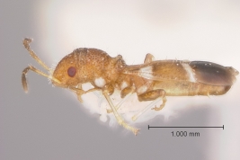 Notocoderus argentinus, holotipo macho, lateral (MLP)