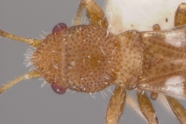 Notocoderus argentinus, holotipo macho, cabeza y pronoto (MLP)