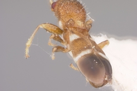 Notocoderus argentinus, holotype male (MLP)