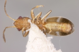 Notocoderus argentinus, holotype male, ventral aspect  (MLP)