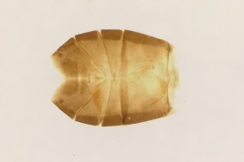Notocoderus argentinus, paratype female (slide mounted) (USNM)