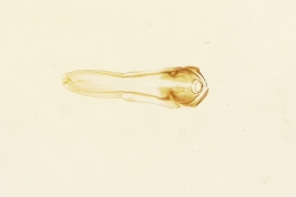 Notocoderus argentinus, paratype female (slide mounted) (USNM)