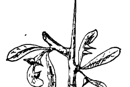 Agallas cónicas de Calophya gallifex. Foto: Kieffer & Jörgensen 1910
