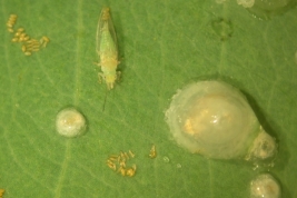 Eggs, nymphs and adult. Photo: Bouvet 2011