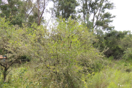 Planta hospedera Schinus longifolia. Foto: C. Baliotte