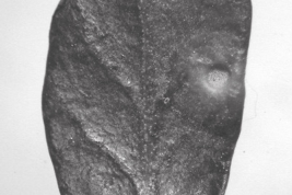 Hoja de Schinus fasciculata con una agalla. Foto: Malcolm et al. 2015