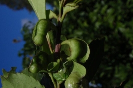 Sprout with galls of G. spegazziniana. Photo: Ohashi et al. 2018