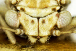 Head, dorsal view <i>R. vinculipennis</i>. Photo: Serbina & Burckhardt 2017