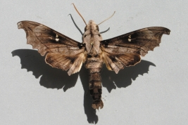 Photo: Ezequiel Osvaldo Núñez Bustos