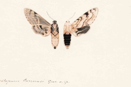 Ilustración original realizada por E. Giacomelli para describir la especie (compartida por Osvaldo Di Iorio).