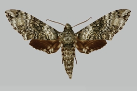 <i>Manduca neglecta</i>, male, upperside. Bolivia, Road La Paz. The Trustees of the Natural History Museum. 2024. In: Kitching, I.J. 2024. SphingidaeTaxonomic Inventory [https://sphingidae.myspecies.info/taxonomy/term/3079], accessed on [1 February 2024]. 