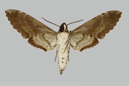 Manduca neglecta, male, underside. Bolivia, Road La Paz. The Trustees of the Natural History Museum. 2024. In: Kitching, I.J. 2024. SphingidaeTaxonomic Inventory [https://sphingidae.myspecies.info/taxonomy/term/3079], accessed on [1 February 2024]. 
