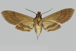 <i>Manduca boliviana</i>, male, underside. Bolivia. The Trustees of the Natural History Museum. 2024. In: Kitching, I.J. 2024. SphingidaeTaxonomic Inventory SphingidaeTaxonomic Inventory [https://sphingidae.myspecies.info/taxonomy/term/1684], accessed on [1 February 2024].
