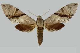 <i>Manduca incisa</i>, female, upperside. Bolivia. The Trustees of the Natural History Museum. 2024. In: Kitching, I.J. 2024. SphingidaeTaxonomic Inventory SphingidaeTaxonomic Inventory [https://sphingidae.myspecies.info/taxonomy/term/1750], accessed on [2 February 2024].