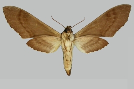 <i>Manduca incisa</i>, female, underside. Bolivia. The Trustees of the Natural History Museum. 2024. In: Kitching, I.J. 2024. SphingidaeTaxonomic Inventory SphingidaeTaxonomic Inventory [https://sphingidae.myspecies.info/taxonomy/term/1750], accessed on [2 February 2024].