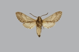 <i>Neogene steinbachi</i>, male, underside. The Trustees of the Natural History Museum. 2024. In: Kitching, I.J. 2024. SphingidaeTaxonomic Inventory SphingidaeTaxonomic Inventory [https://sphingidae.myspecies.info/taxonomy/term/1955], accessed on [2 February 2024].
