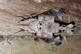 <i>Madoryx oiclus oiclus</i>. Destacamento de guardaparques del parque provincial de la Sierra Ingeniero Raúl Martínez Crovetto,  San José, Misiones. Foto: Ernesto Rubén Krauczuk.