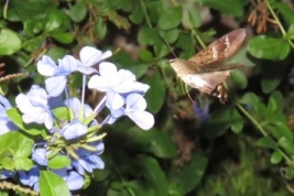 <i>Aellopos titan</i> drinking nectar from a cultivated plant of <i>Plumbago</i>. Photo: Dana Aguilar