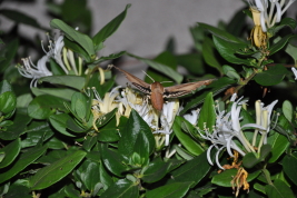 <i>Xylophanes tersa</i> libando néctar de una flor de madreselva.
