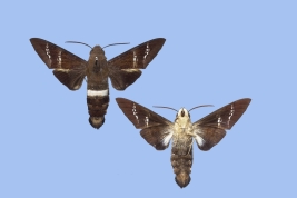 <i>Aellopos fadus</i> dorsal view (left) and ventral view (right)