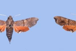 <i>Callionima grisescens</i> female (left) and male (right)