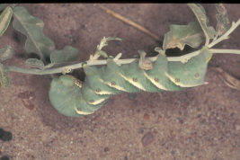 <i>Manduca paphus</i> larva feeding on <i>Solanum elaeagnifolium</i> (Solanaceae)