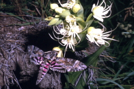 <i>Agrius cingulata</i> drinking nectar from <i>Habenaria gourlieana</i> (Orchidaceae)