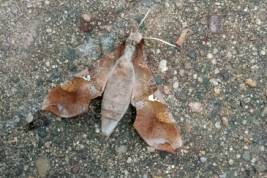 <i>Callionima guiarti</i>. Photo: https://www.inaturalist.org/photos/58829013