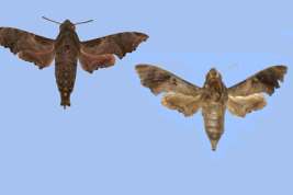 <i>Enyo lugubris</i> male (left) and female (right).