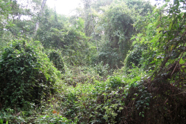 habitat: vegetación baja dentro del bosque (P.N. Iguazú, Sendero Macuco, febrero 2012)
