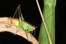 macho, forma braquíptera (Misiones, P.N. Iguazú, febrero 2011)