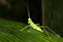 female nymph (Misiones,  R.N. 12  west of access to Iguazú National Park, March 2011)