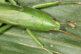 female, green morph (Misiones, Iguazú National Park, Sendero Macuco, February 2012)