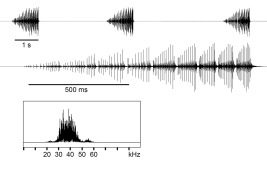  male calling song: oscillogram with 3 calls from a sequence of altogether 11, one call in higher resolution, and linear spectrogram (25.5°C)