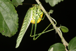 ovipositing female (Chaco, El Impenetrable National Park, December 2019)