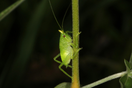 male nymph (Chaco, El Impenetrable National Park, December 2019)