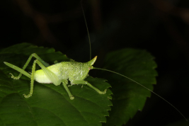 female nymph (Chaco, El Impenetrable National Park, December 2019)