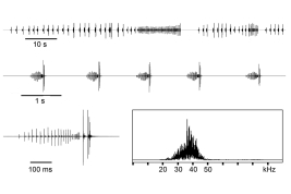 canto del macho: oscilogramas de una secuencia larga y sílabas en más alta resolución, y espectrograma lineal (21.7°C)