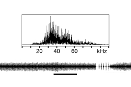 canto del macho: espectrograma lineal y oscilograma de un fragmento de canto continuo, barra de escala 1 s (23°C)