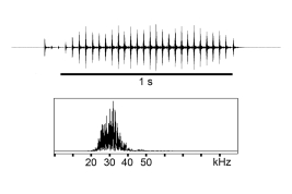 male song: oscillogram of one call and linear spectrogram (22°C)