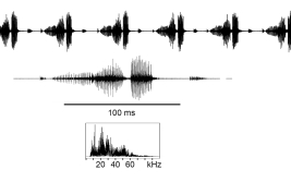 male calling song: 1-second fragment of continuous calling, one syllable in higher resolution, and linear spectrogram (9:15 h, 26ºC)