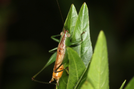 macho, forma braquíptera (Brasil, Mato Grosso do Sul, Base de Estudos do Pantanal UFMS, diciembre 2015)