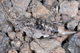 hembra (Mendoza, Laguna del Diamente, marzo 2024) © Andrea Cocucci