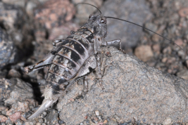 hembra (Mendoza, Laguna del Diamente, marzo 2024) © Andrea Cocucci