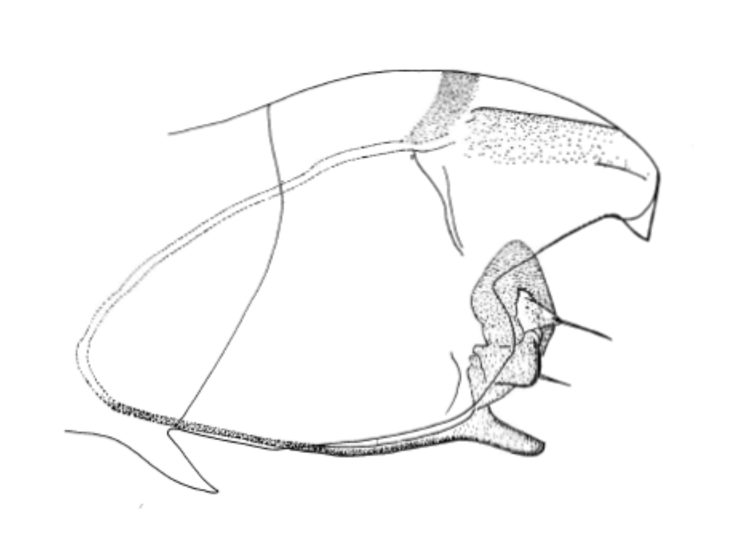 Species Information Oxyethira (?) mocoi Angrisano 1995