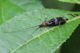 Adult habitus (Photo: Diogo José Luiz (https://www.facebook.com/diogo.joseluiz))